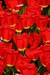 ANNUNCIO DI PRIMAVERA