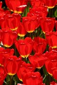 Primavera