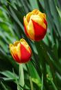 آه ای بهار / علی کریمی