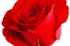 Valentine/ Mahnaz badihian