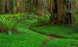 REDWOOD/Mahnaz Badihian